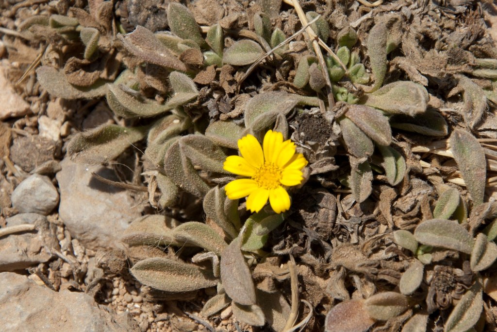 Asteriscus maritimus (=Pallenis maritima) / Asterisco marittimo